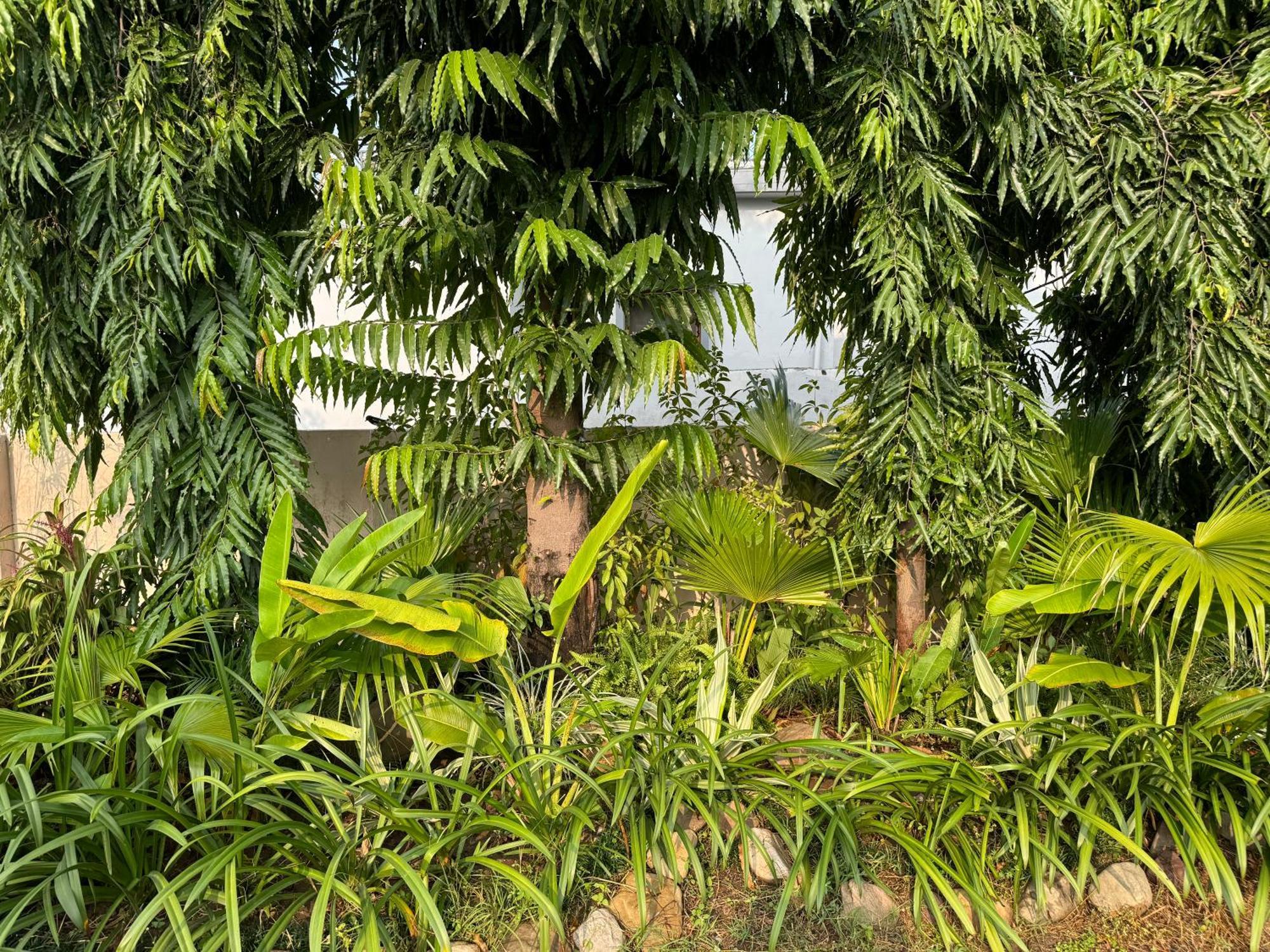 The Bougainvillea Cottage Farmstay Near Dehradun , 2 Bedroom Private Cottage Next To Fields And Orchards With Hill Views Extérieur photo