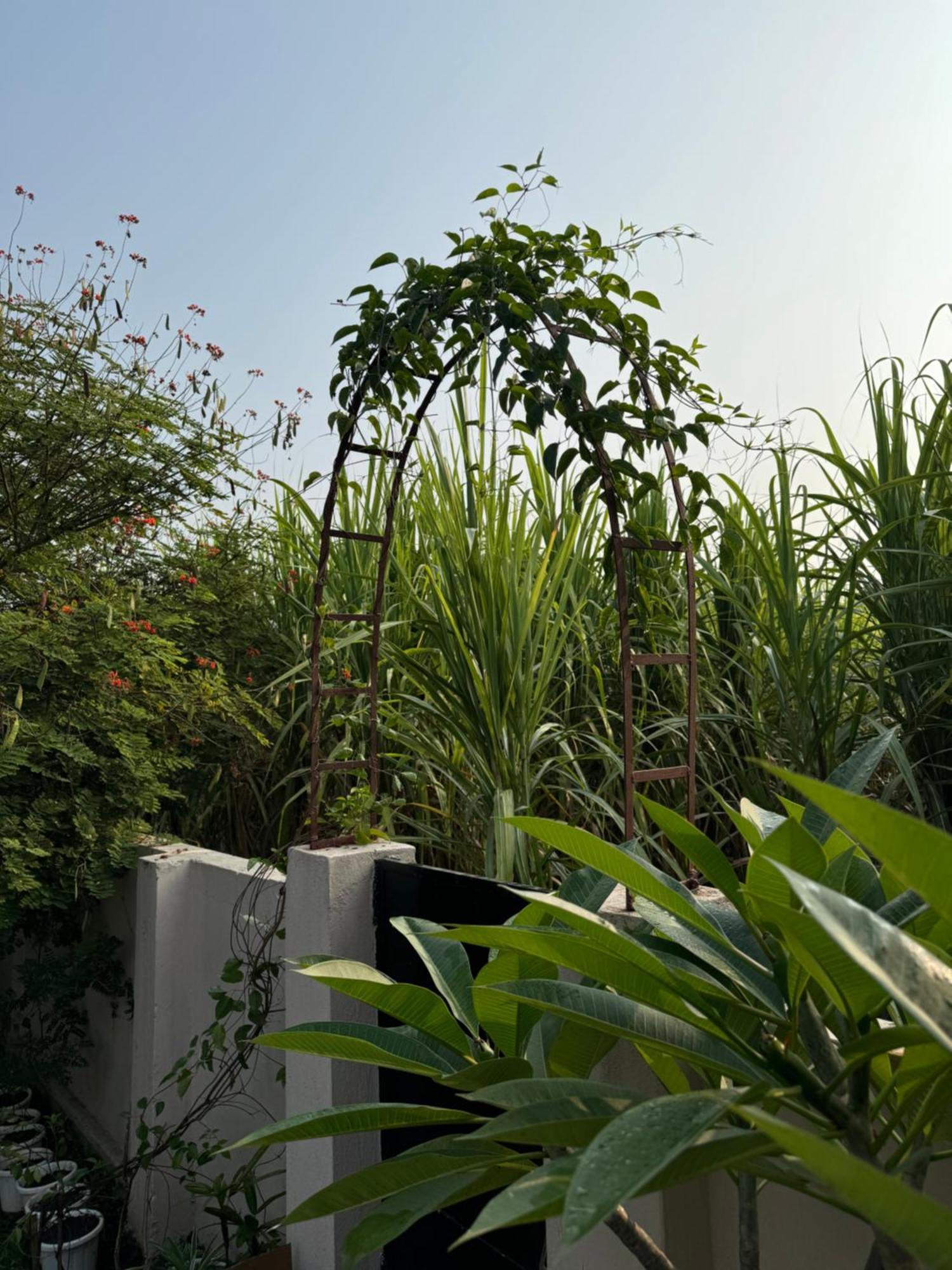 The Bougainvillea Cottage Farmstay Near Dehradun , 2 Bedroom Private Cottage Next To Fields And Orchards With Hill Views Extérieur photo