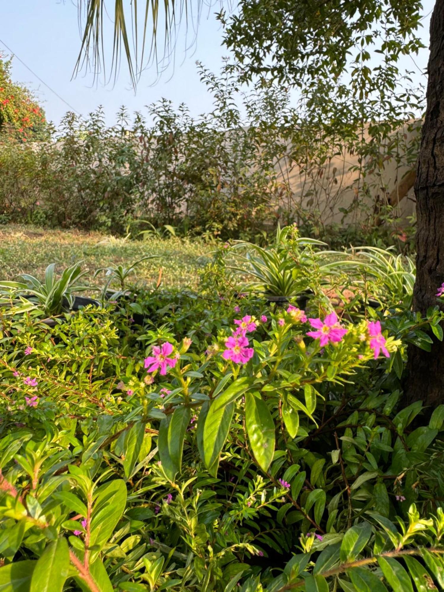 The Bougainvillea Cottage Farmstay Near Dehradun , 2 Bedroom Private Cottage Next To Fields And Orchards With Hill Views Extérieur photo