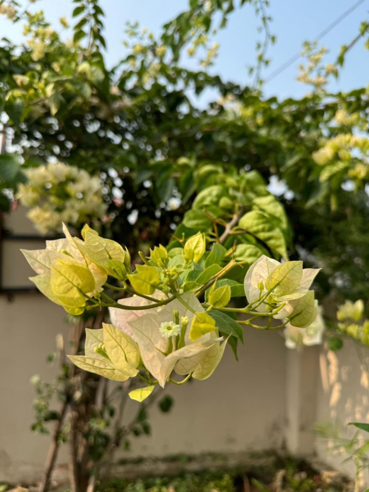 The Bougainvillea Cottage Farmstay Near Dehradun , 2 Bedroom Private Cottage Next To Fields And Orchards With Hill Views Extérieur photo